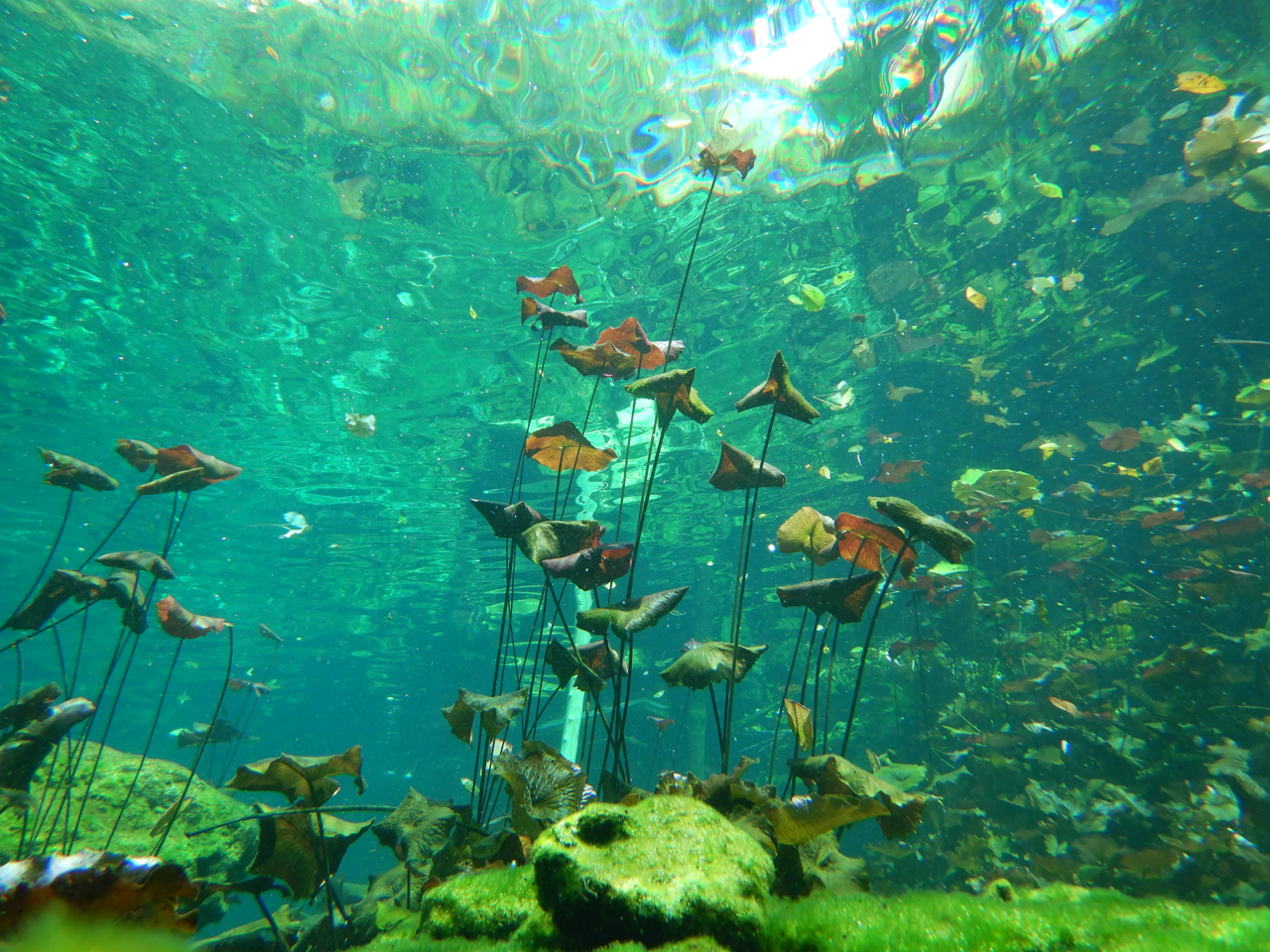 Tulum Hidden Cenotes -Tulum Diving _ Travel - 39